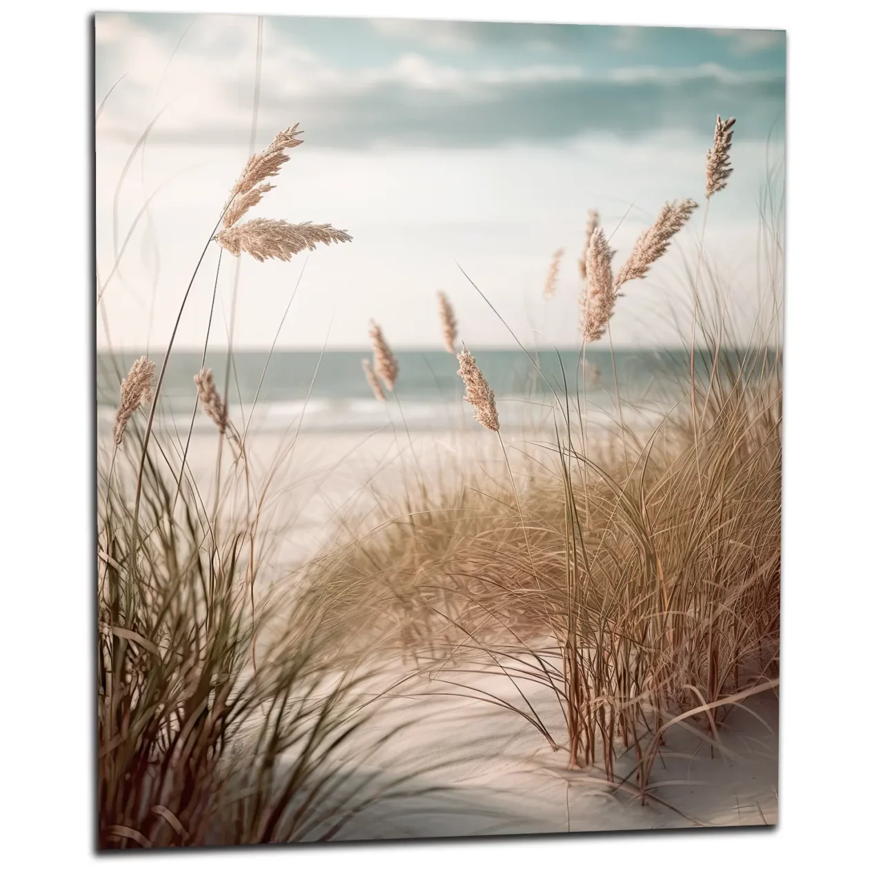 Cadre mural Herbe de plage, oyat des dunes herbe de plage, oyat des dunes